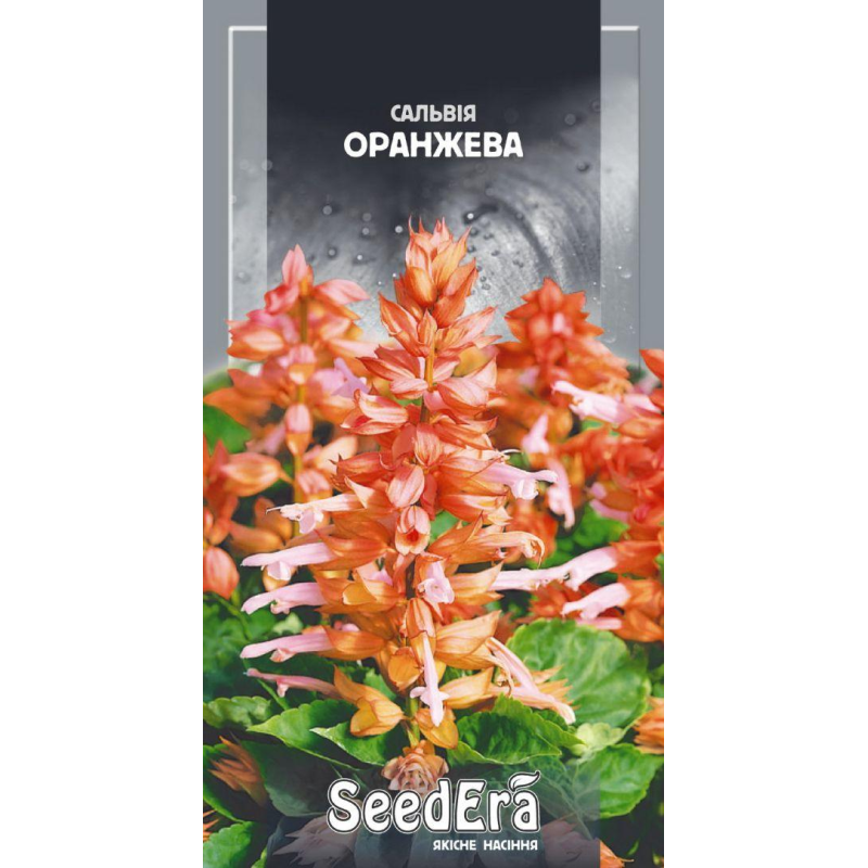 Насіння Сальвія Блискуча Оранжева, 0,1 г, Seedera