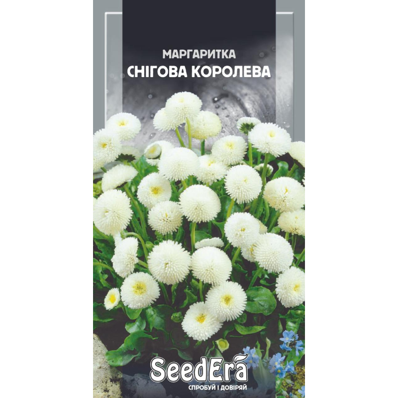 Маргаритка Снігова Королева 0,1 г, Seedera