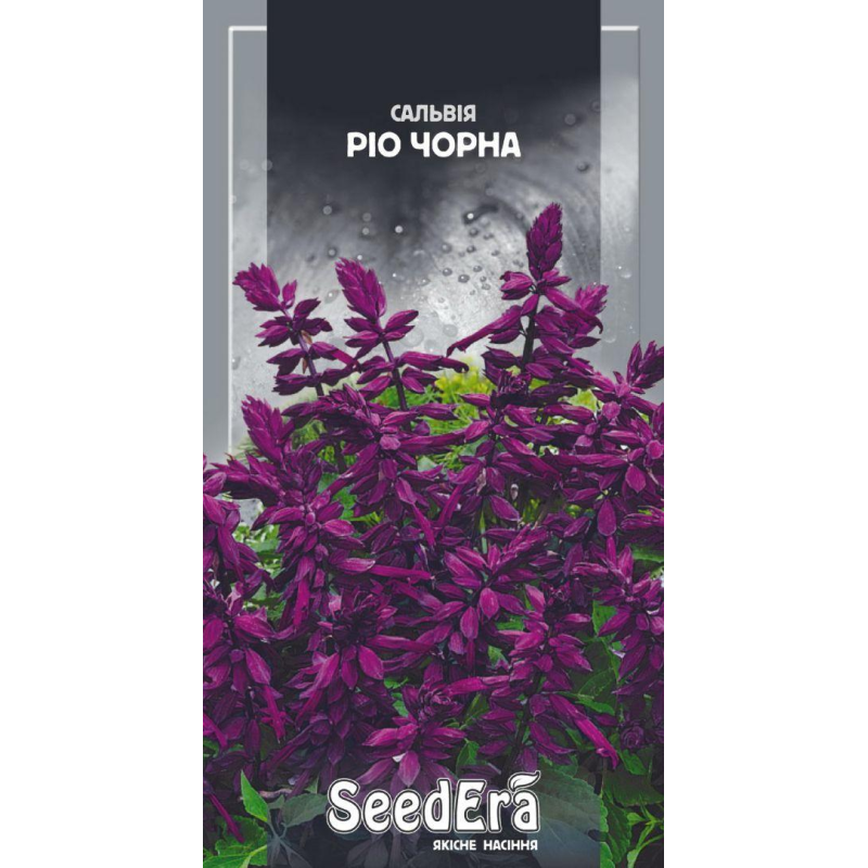 Насіння Сальвія Блискуча Ріо Чорна, 0,2г, Seedera