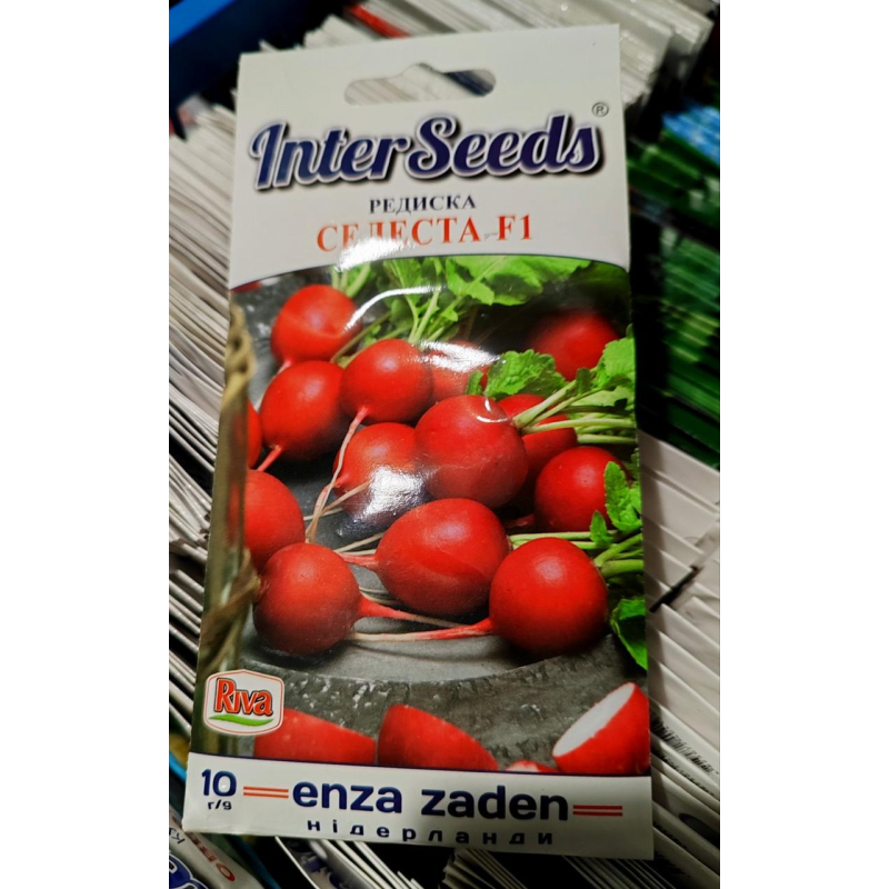 Насіння СЕЛЕСТА F1 / CELESTA F1, 10 г, Enza Zaden Нідерланди