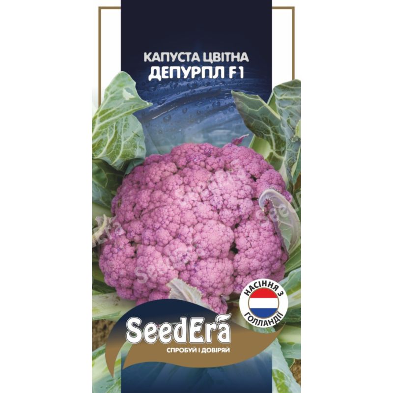 Капуста Цвітна Депурпл F1 10 шт, Seedera (Голландія)