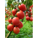 Томат “Де-Барао Царський” Агроном, 30 шт
