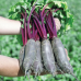 Насіння Буряк столовий Ломако 3 г,  InterSeeds Rijk Zwaan, Нідерланди