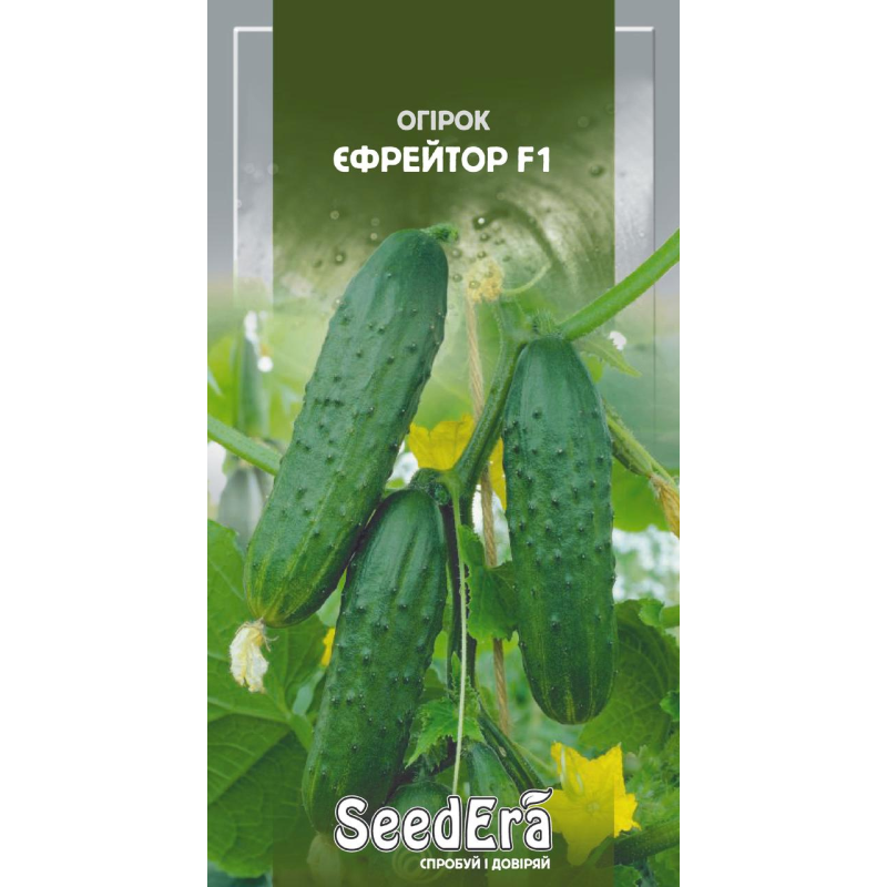 Огірок Єфрейтор F1, 10шт, Seedera